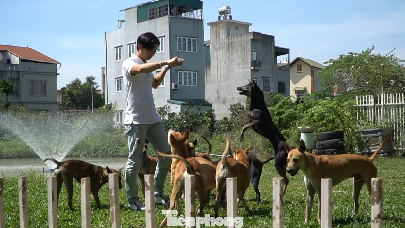 Không chỉ chị Hà, chồng chị cũng dành nhiều tâm huyết với giống chó bản địa.