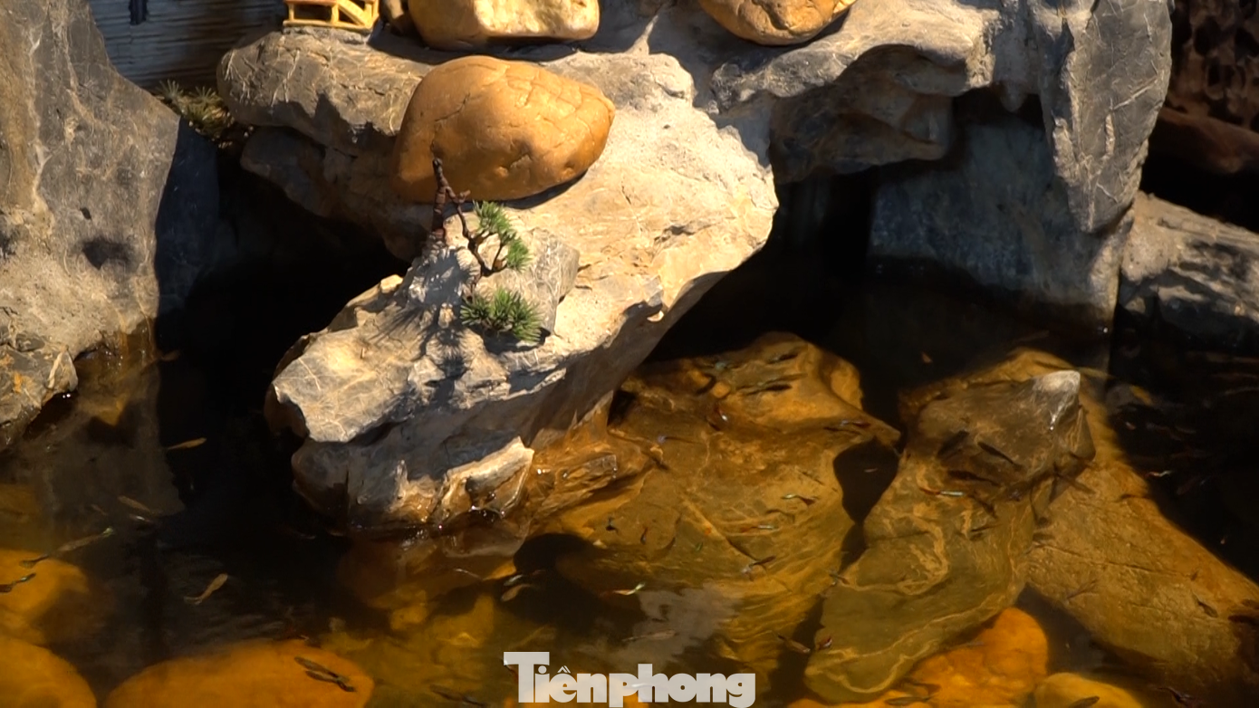 Hiện tại, lượng cá trong bể nhà cụ Mỹ đã giảm dần nên cụ chỉ có thể phát tặng trung bình 30 con/ ngày.