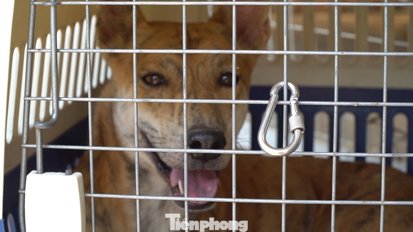 Nhiều năm qua, Cọp vẫn giữ vị trí độc tôn trong giới chơi chó bản địa với mức chuyển nhượng gần 300 triệu.