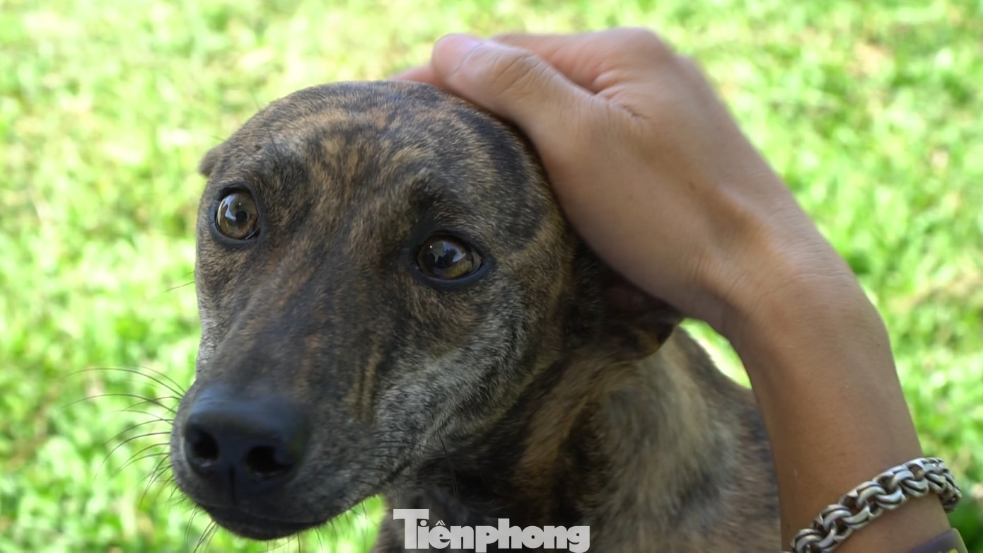 Đây là giống chó nguyên thủy, đã được nuôi từ rất lâu trên đảo Phú Quốc, thuộc vùng biển tỉnh Kiên Giang.