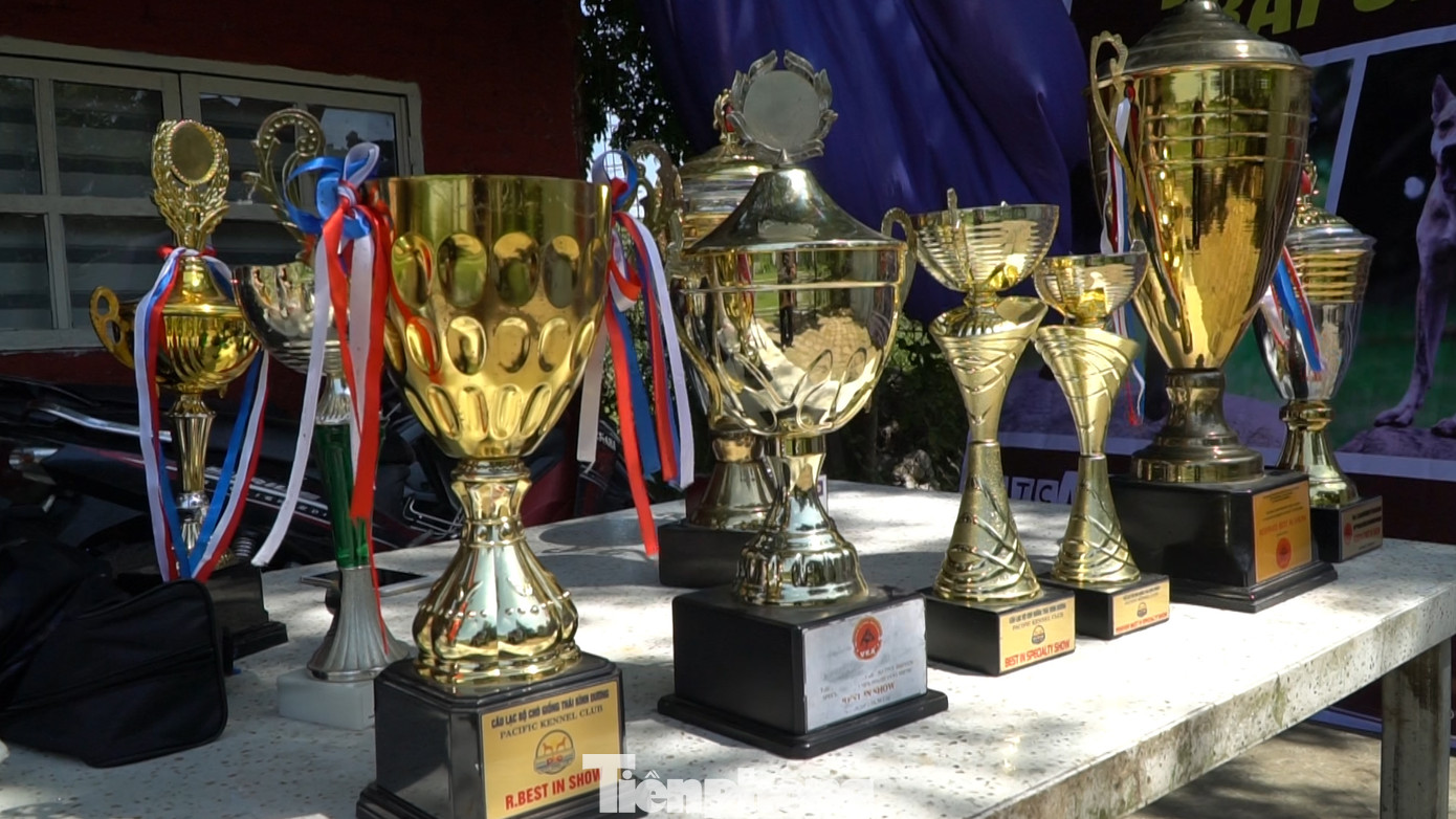 Đàn chó Phú Quốc của chị Hà đã tham gia nhiều cuộc thi và đạt nhiều giải thưởng lớn.