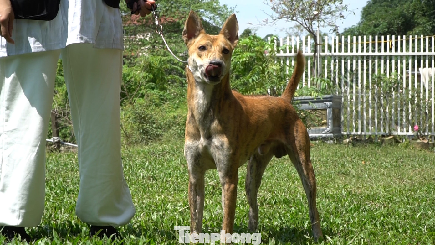 Loài "khuyển vương" này có những đặc tính tốt không thua kém các loài chó săn nào khác trên thế giới.