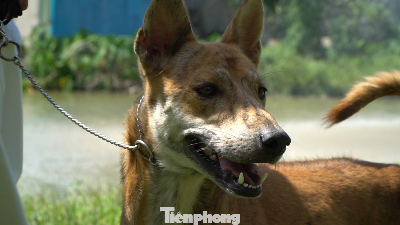 Chó Phú Quốc là giống chó săn quý nằm trong “tứ đại danh khuyển” của Việt Nam bên cạnh chó Bắc Hà, chó Lài và chó H’Mông cộc đuôi.