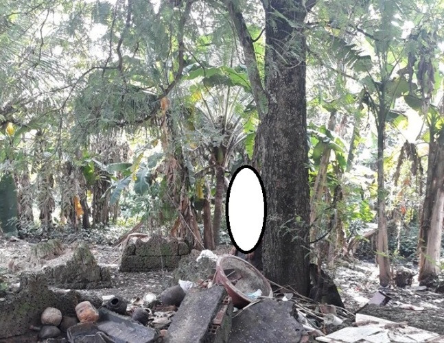 Phát hiện người đàn ông treo lơ lửng trên cây me ảnh 1