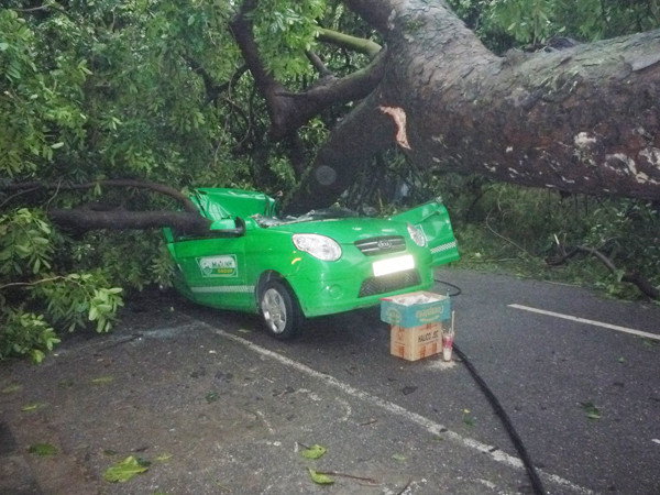 Cây xà cừ, đè bẹp taxi Mai Linh trước số nhà 97 Lò Đúc, khiến tài xế Phạm Tuấn Anh tử vong chiều 17-8 