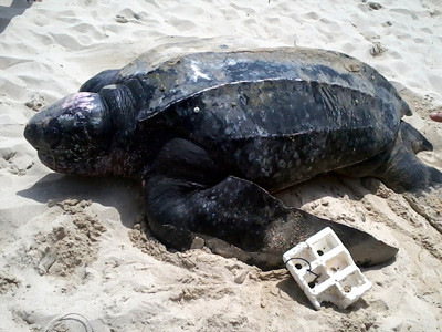 Con rùa da được phát hiện hôm 24/6