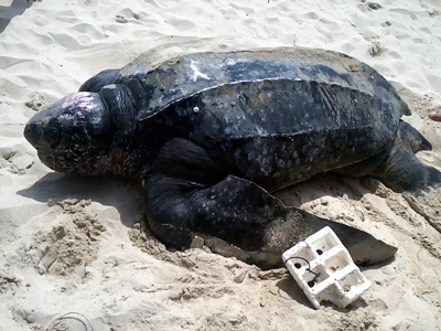 Con rùa da được phát hiện hôm 24/6. Con rùa da được phát hiện hôm 24/6