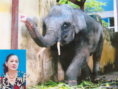 Mẹ Hà và con Bun năm 2009: Cân đối, đầu tròn, vai nở, lưng cong, cằm đẹp, giá đuôi dài thêm 25 phân thì hoàn hảo . Mẹ Hà và con Bun năm 2009: Cân đối, đầu tròn, vai nở, lưng cong, cằm đẹp, giá đuôi dài thêm 25 phân thì hoàn hảo