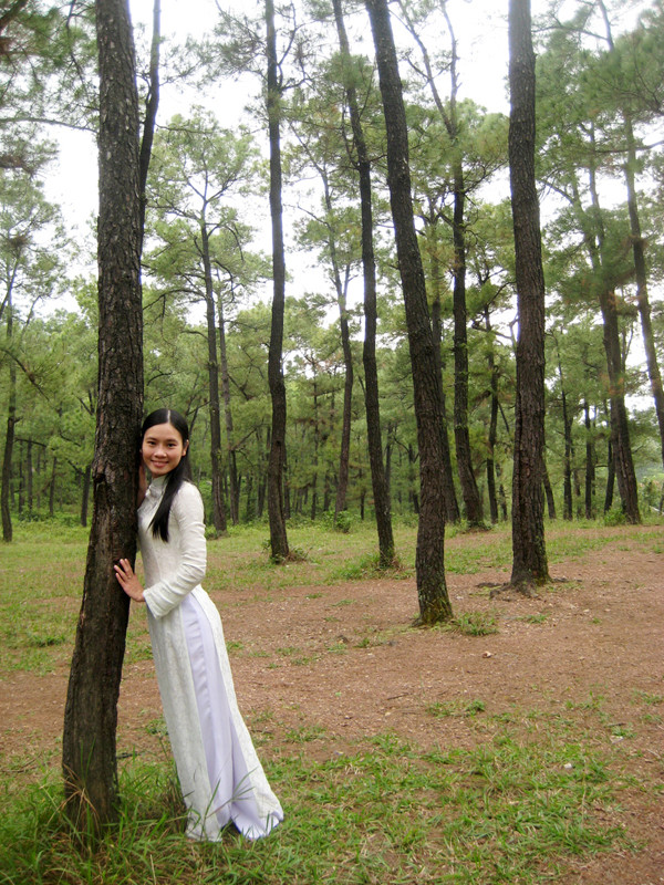 Rừng thông Thiên An