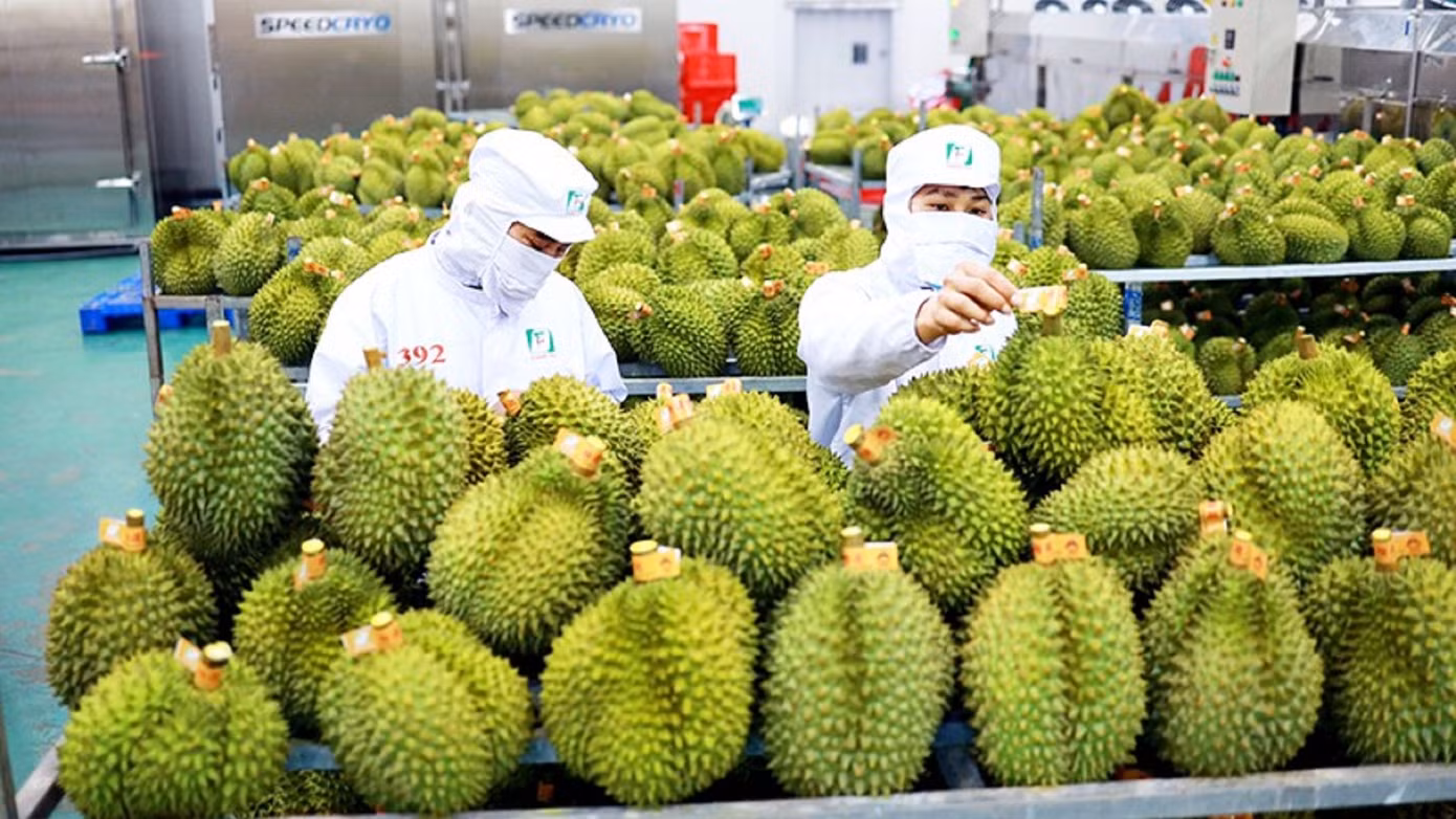 Sầu riêng là một trong những mặt hàng xuất khẩu có giá trị tăng mạnh trong thời gian qua