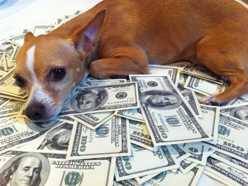 Chú chó sẽ là người thụ hưởng khối tài sản lớn của chủ nhân mình. Ảnh minh họa