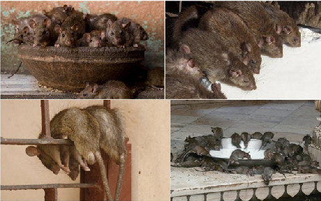 Đây mới là những 