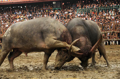 Cáng hầu, cáng chân cũng là đòn mà trâu khôn ngoan hay sử dụng