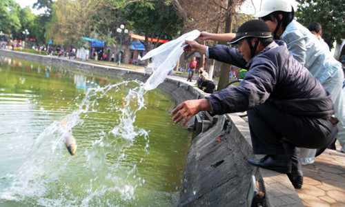 Thả cá chép xuống Hồ Gươm. Ảnh: T.N