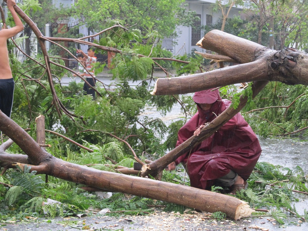 Khẩn trương cưa cây 