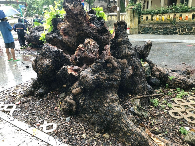 Đây là một trong 97 cây di sản của huyện Côn Đảo