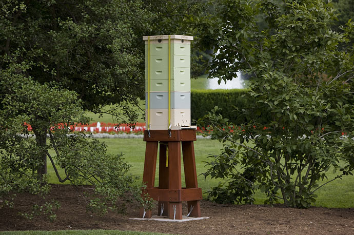 Tổ ong bên trong Nhà Trắng.