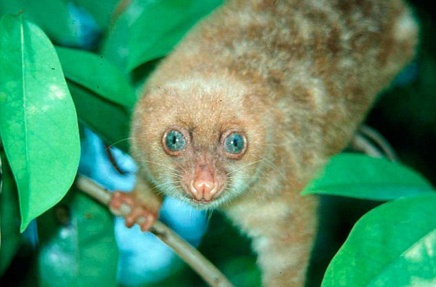 Loài động vật mắt xanh có tên gọi Cuscus. Loài động vật mắt xanh có tên gọi Cuscus
