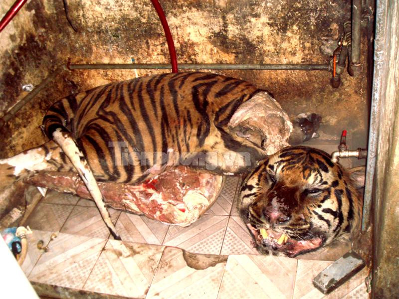 Con hổ bị xẻ làm đôi trong chiếc thùng đông lạnh cỡ lớn Chiếc đầu và một nửa khác của con hổ thứ hai vứt trong góc nhà bẩn thỉu 2 miếng thịt hổ lớn vứt trong nhà vệ sinh, một miếng nằm ngay trên bệ xí Hai nồi cao khỉ được nấu công khai ở sân khu tập thể Đĩa đựng óc và cặp mắt hổ Nồi cao khỉ đang được nấu Bộ da hổ còn nguyên đựng trong thùng đông lạnh thứ hai Lực lượng công an thẩm vấn những đối tượng liên quan 4 chiếc ngà voi bị thu giữ Bộ da hổ nhồi cùng 2 đầu hươu còn nguyên sừng Con hổ bị xẻ làm đôi trong chiếc thùng đông lạnh cỡ lớn Chiếc đầu và một nửa khác của con hổ thứ hai vứt trong góc nhà bẩn thỉu 2 miếng thịt hổ lớn vứt trong nhà vệ sinh, một miếng nằm ngay trên bệ xí Hai nồi cao khỉ được nấu công khai ở sân khu tập thể Đĩa đựng óc và cặp mắt hổ Nồi cao khỉ đang được nấu Bộ da hổ còn nguyên đựng trong thùng đông lạnh thứ hai Lực lượng công an thẩm vấn những đối tượng liên quan 4 chiếc ngà voi bị thu giữ Bộ da hổ nhồi cùng 2 đầu hươu còn nguyên sừng