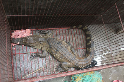 Con cá sấu nằm khá chật chội trong chiếc lồng sắt
