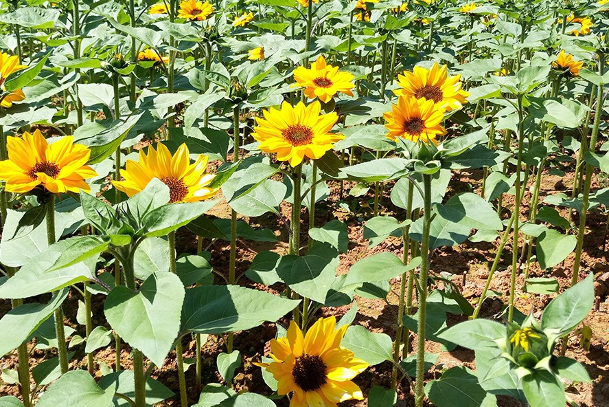 Sẽ có Cánh đồng hoa hướng dương tại bờ sông Sài Gòn (Ảnh minh hoạ) Sẽ có Cánh đồng hoa hướng dương tại bờ sông Sài Gòn (Ảnh minh hoạ)