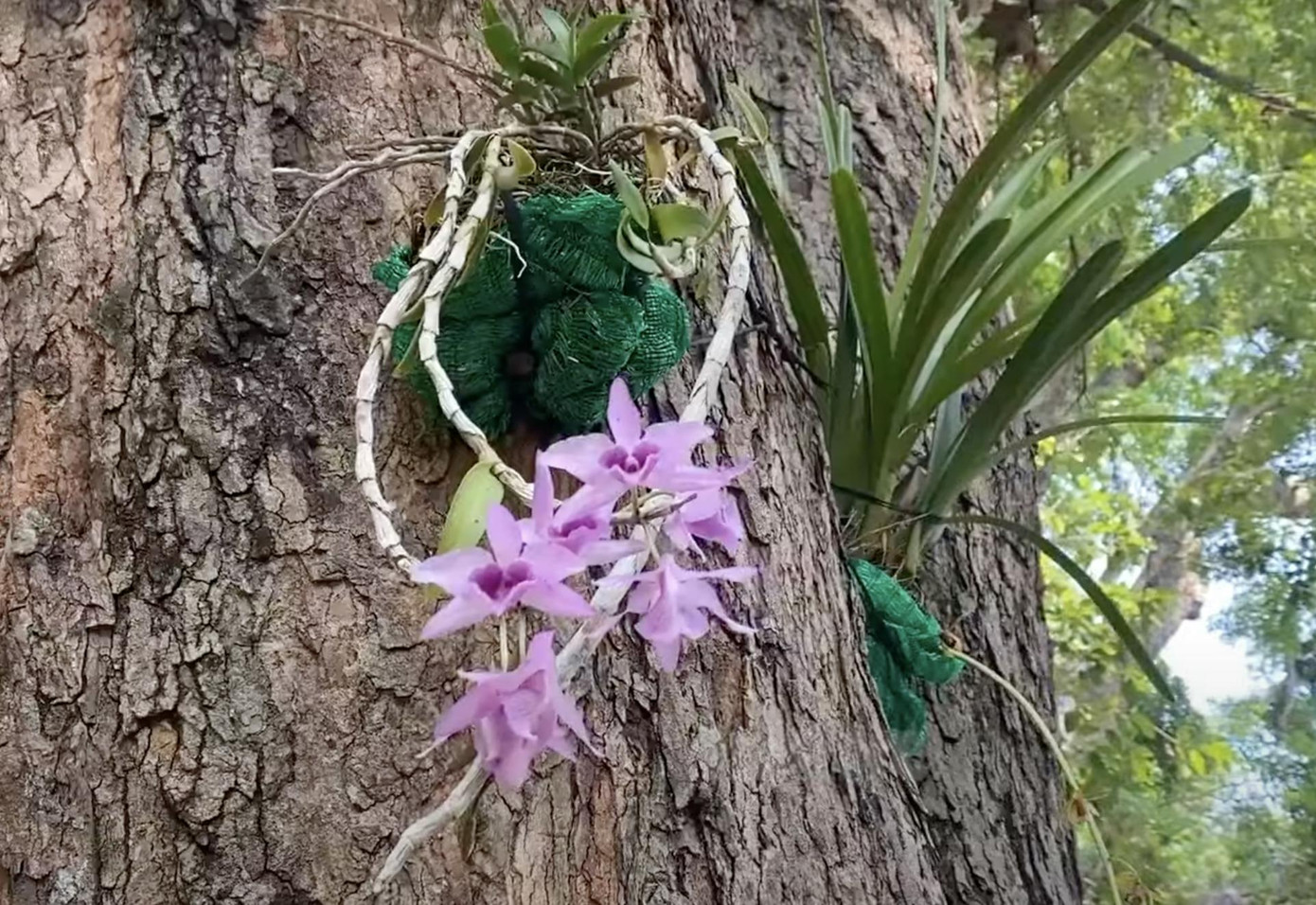 Một nhành lan vừa được gắn lên thân cây tại Thảo cầm viên Sài Gòn Một nhành lan vừa được gắn lên thân cây tại Thảo cầm viên Sài Gòn