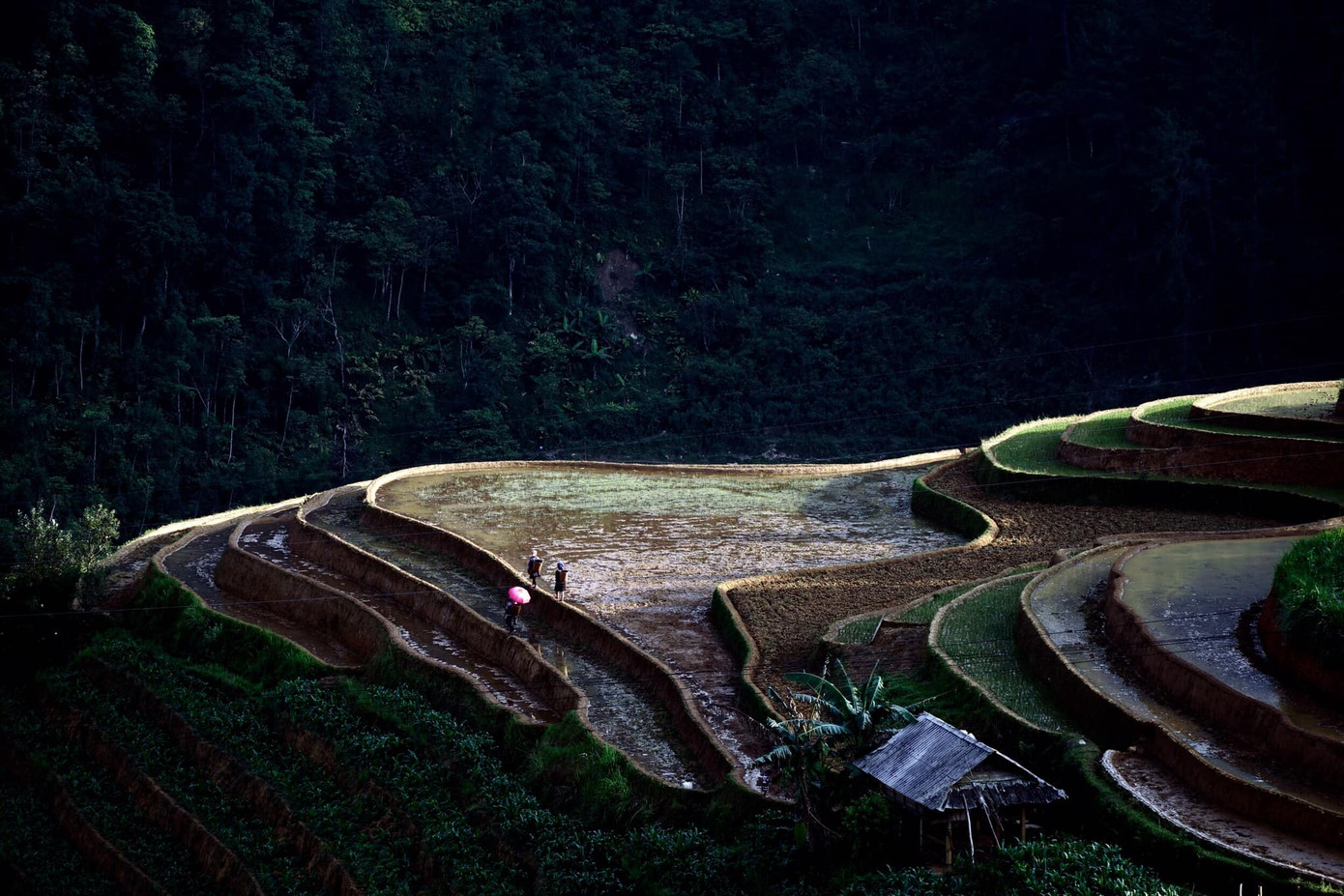 Ruộng bậc thang Mù Cang Chải. Ảnh: Hoàng Thạch Vân. Ruộng bậc thang Mù Cang Chải. Ảnh: Hoàng Thạch Vân.