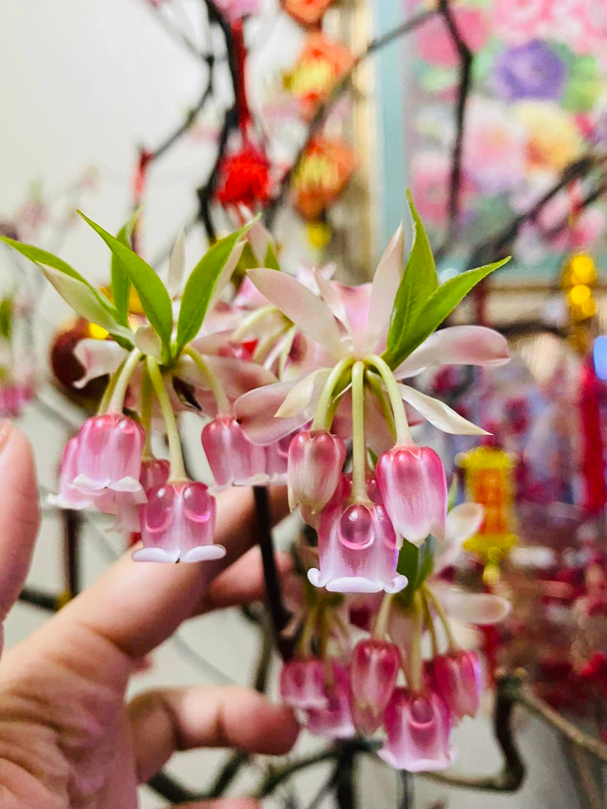 Đào chuông Yên Tử nở hoa giống như chiếc chuông nhỏ xinh treo lủng lẳng (Ảnh: Hà Ly Anh) Đào chuông Yên Tử nở hoa giống như chiếc chuông nhỏ xinh treo lủng lẳng (Ảnh: Hà Ly Anh)