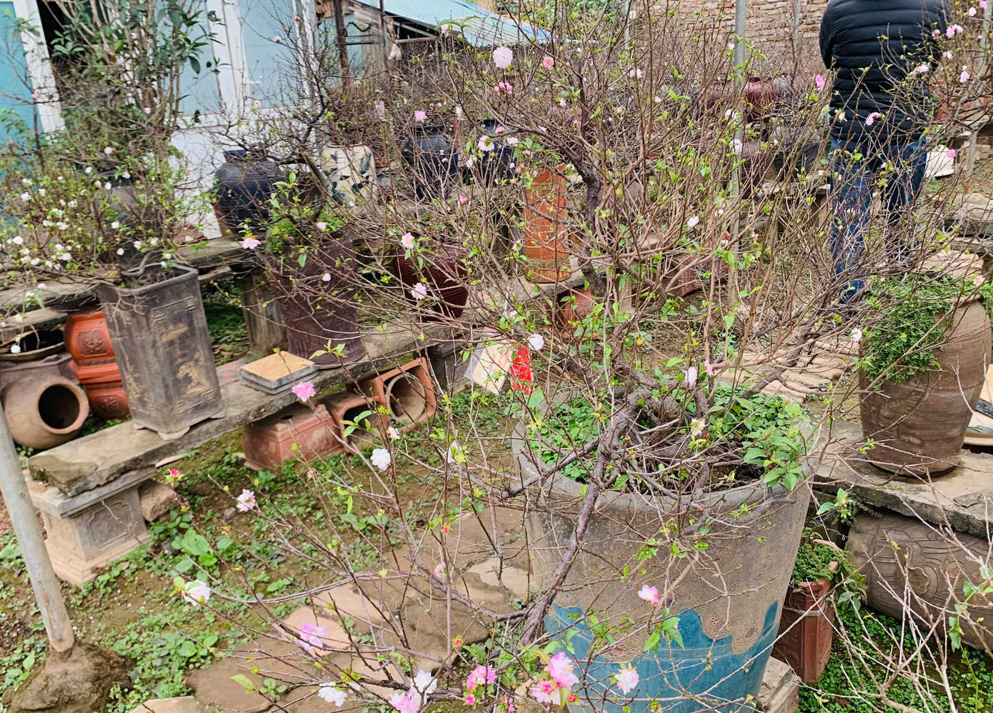 Theo chủ vườn, nhất chi mai có giá từ 1,5 triệu đồng/chậu. Những gốc mai cổ, nhà vườn chỉ cho thuê chứ không bán. Giá thuê của những gốc mai quý này có thể lên tới cả chục triệu vài ngày Tết.