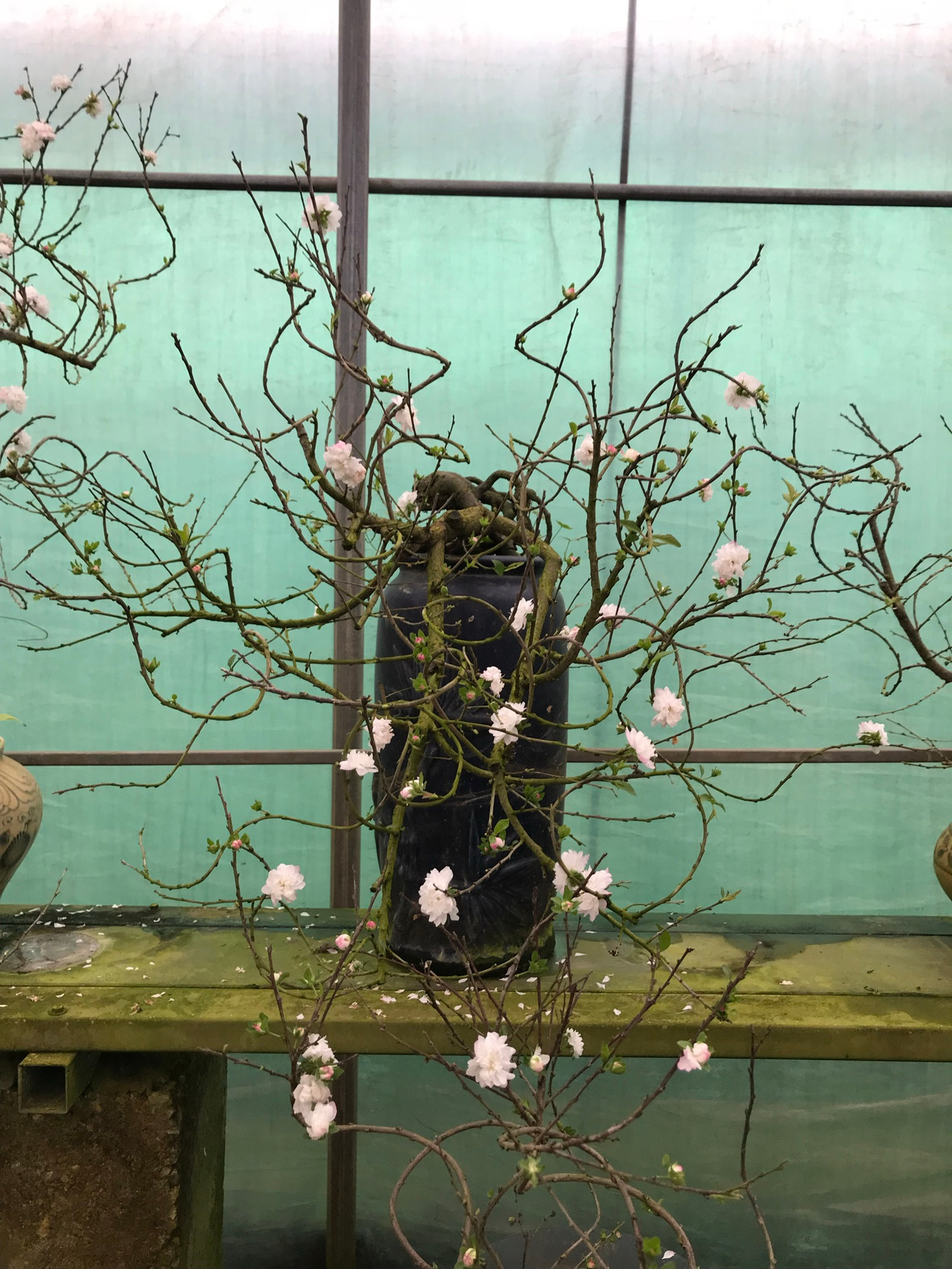 Dịch vụ vận chuyển hoa mai trắng – vận chuyển hoa Tết – vận chuyển hàng cont cảng từ HCM đi các tỉnh