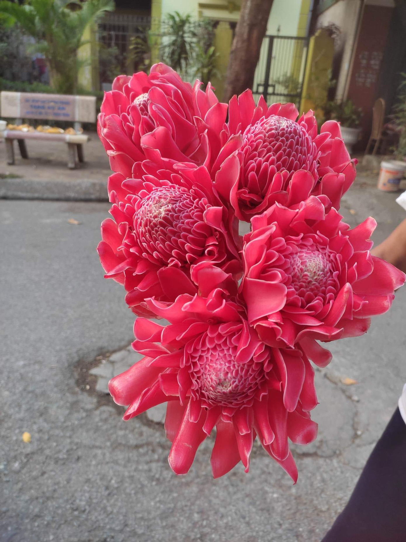 Hoa sen đa lộc độc lạ, màu sắc rực rỡ được chị em "săn đón" trong ngày vía Thần tài (Ảnh: Ngô Hạnh)