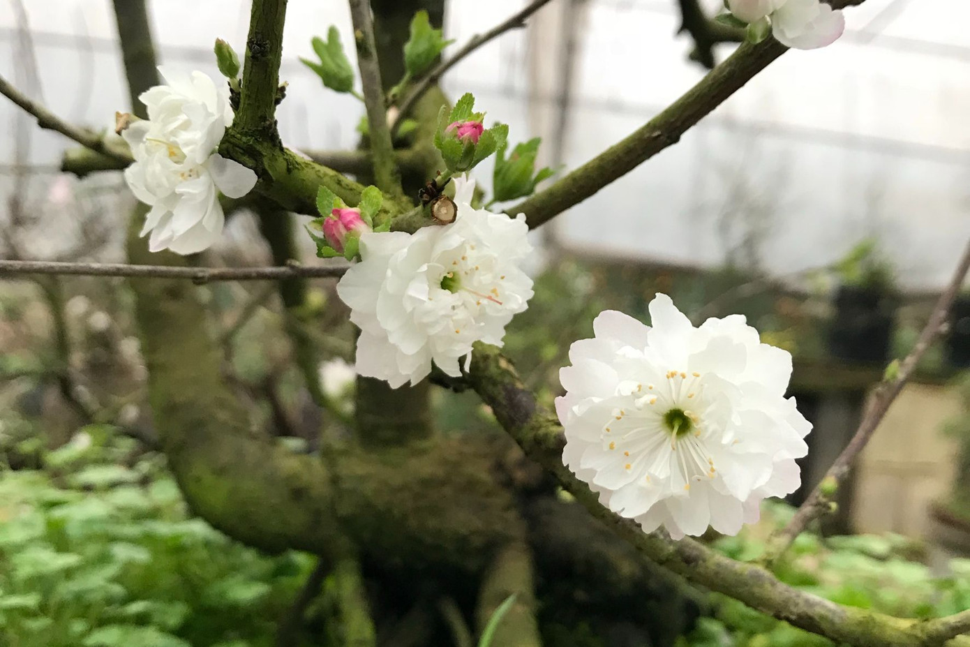 Dịch vụ vận chuyển hoa mai trắng – vận chuyển hoa Tết – vận chuyển hàng cont cảng từ HCM đi các tỉnh