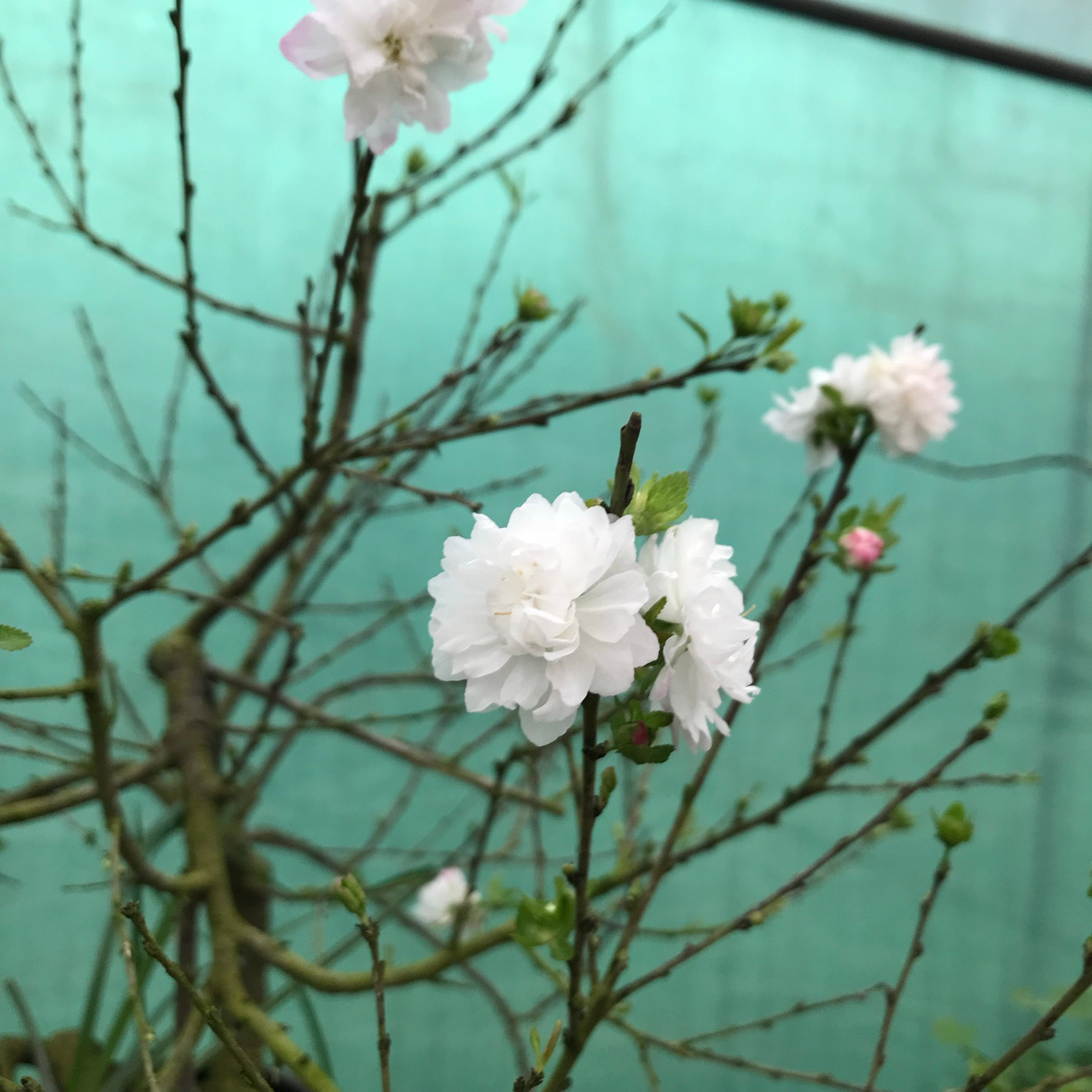 Tuy thân hình xù xì, cành khẳng khiu, nhưng lại kết ra những bông hoa tuyệt vời, màu trắng tinh khiết, một bông thường có từ 5-6 lớp cánh nhỏ đan xen, cá biệt có bông có đến 8-9 lớp cánh.