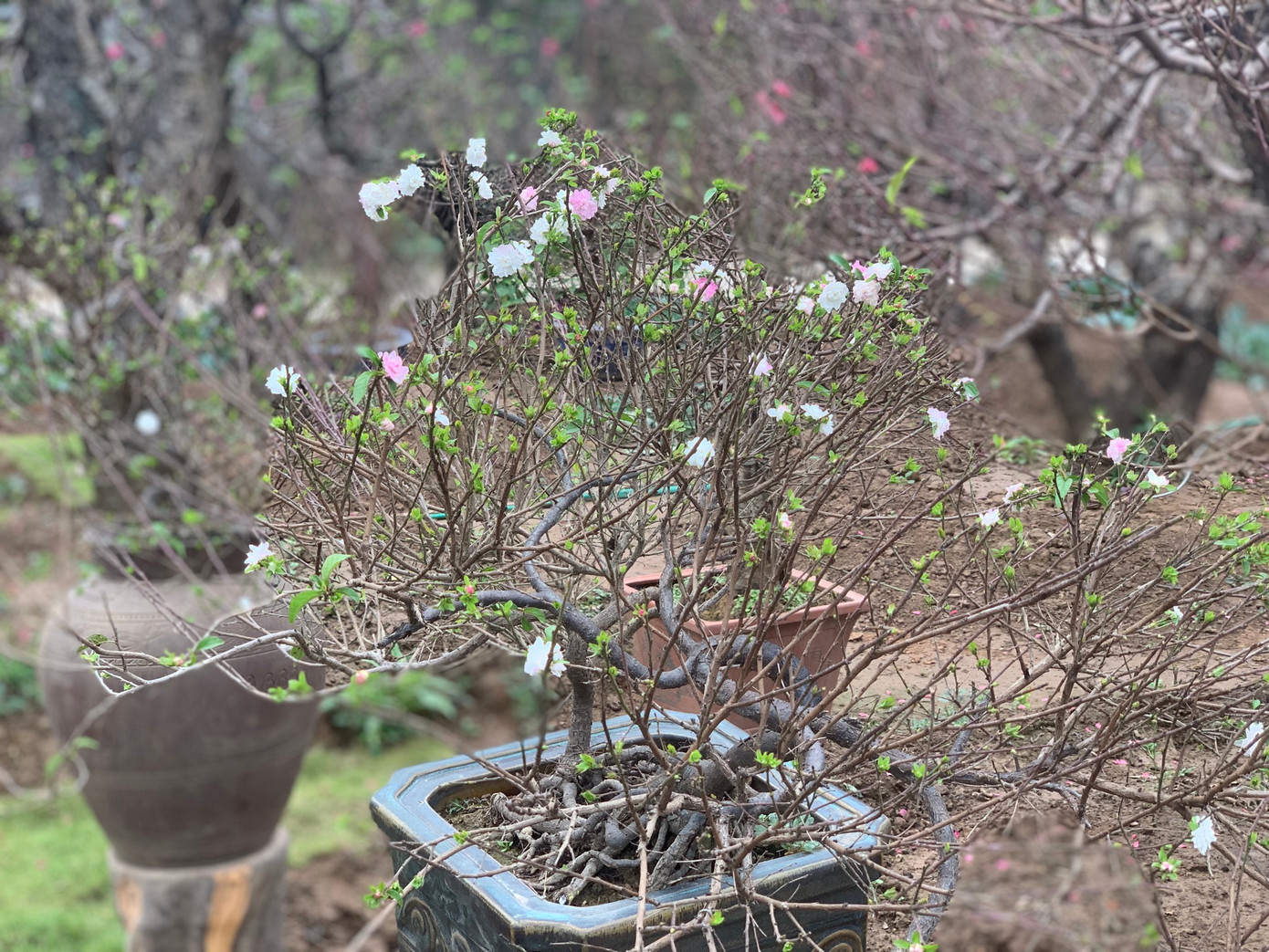 Thời điểm này, tại làng Nhật Tân, Hà Nội - nơi còn lưu giữ nghề trồng nhất chi mai, những bông hoa trắng muốt đã chớm nở, xen kẽ những chồi lộc xanh tươi nghênh đón xuân về.