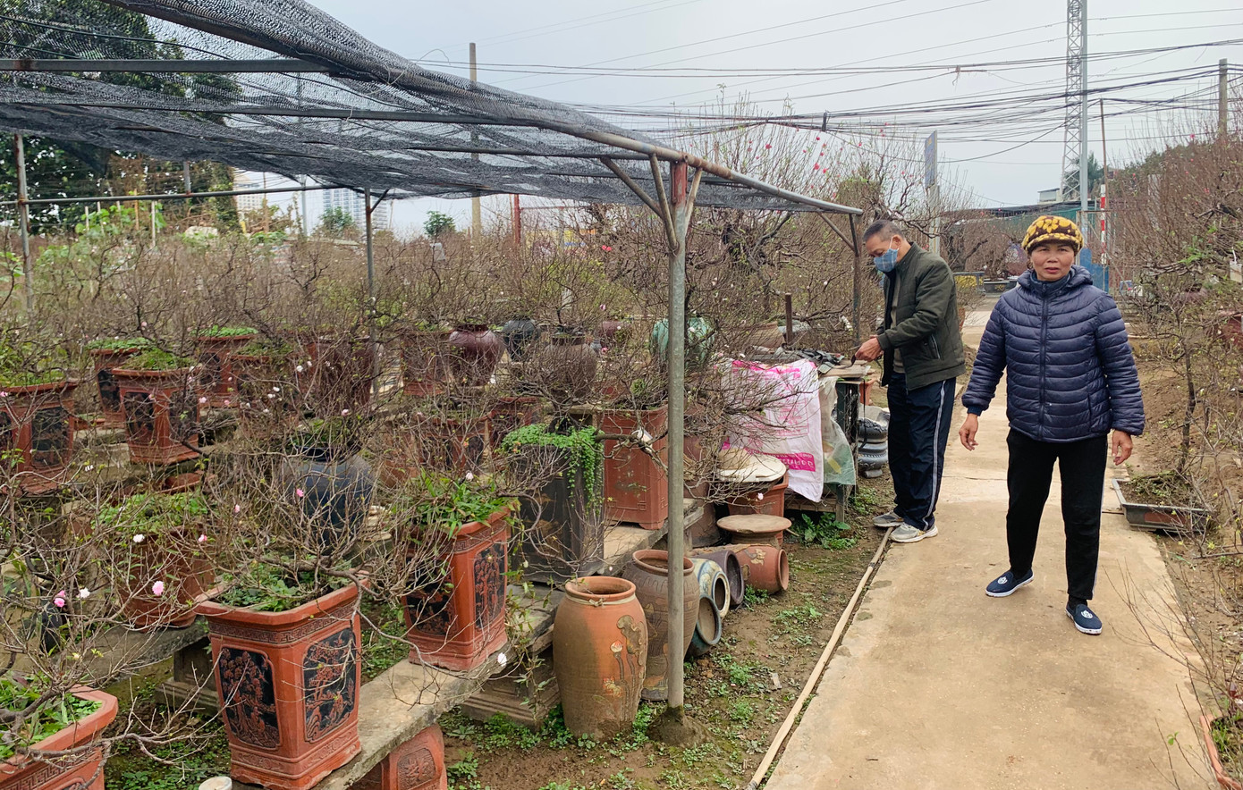 Thú chơi mai trắng cầu kỳ là thế, nên hoa nhất chi mai không phổ biến như mai vàng hay đào trong dịp Tết. Bên cạnh đó, để trồng được một chậu mai trắng đẹp cũng cần nhiều kinh nghiệm và công sức. Đến nay tại làng Nhật Tân, những nhà vườn trồng nhất chi mai cũng chỉ đếm trên đầu ngón tay.