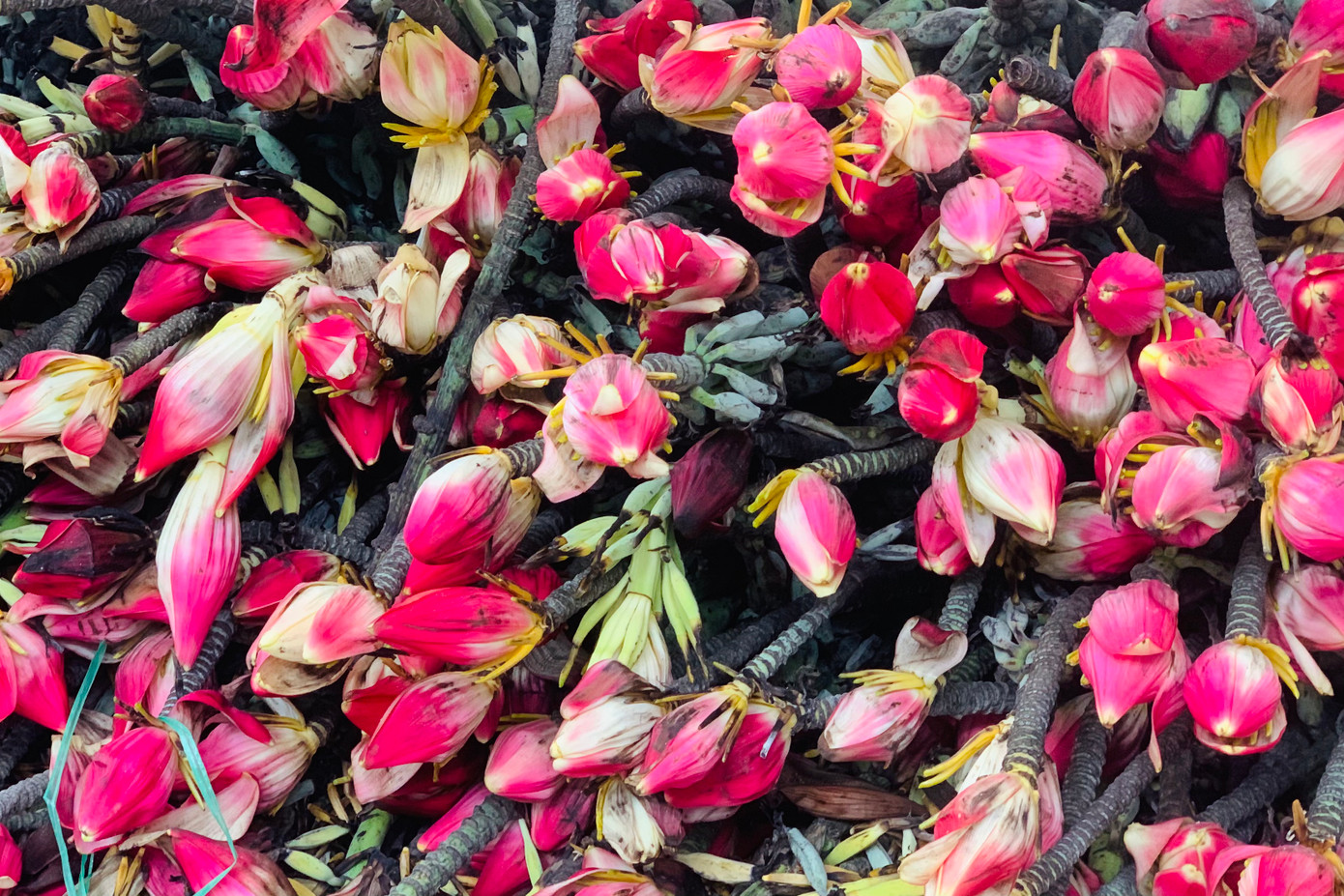 Hoa chuối được sử dụng để chơi hoặc chế biến món ăn.