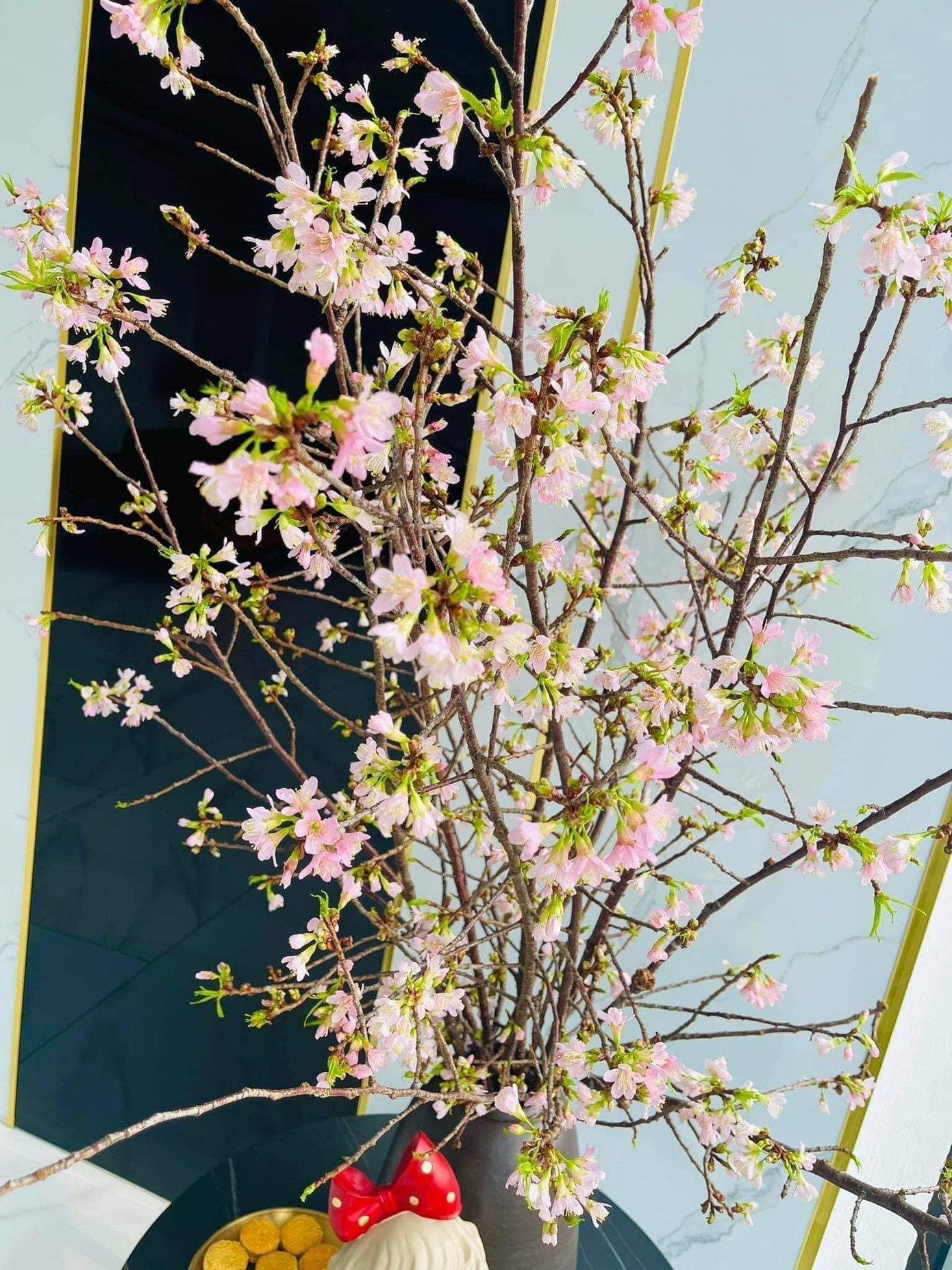 Anh đào Tây Bắc sắc hồng phớt "xuống phố" phục vụ người dân chơi Tết (Ảnh: Vũ Huyền) Anh đào Tây Bắc sắc hồng phớt "xuống phố" phục vụ người dân chơi Tết (Ảnh: Vũ Huyền)