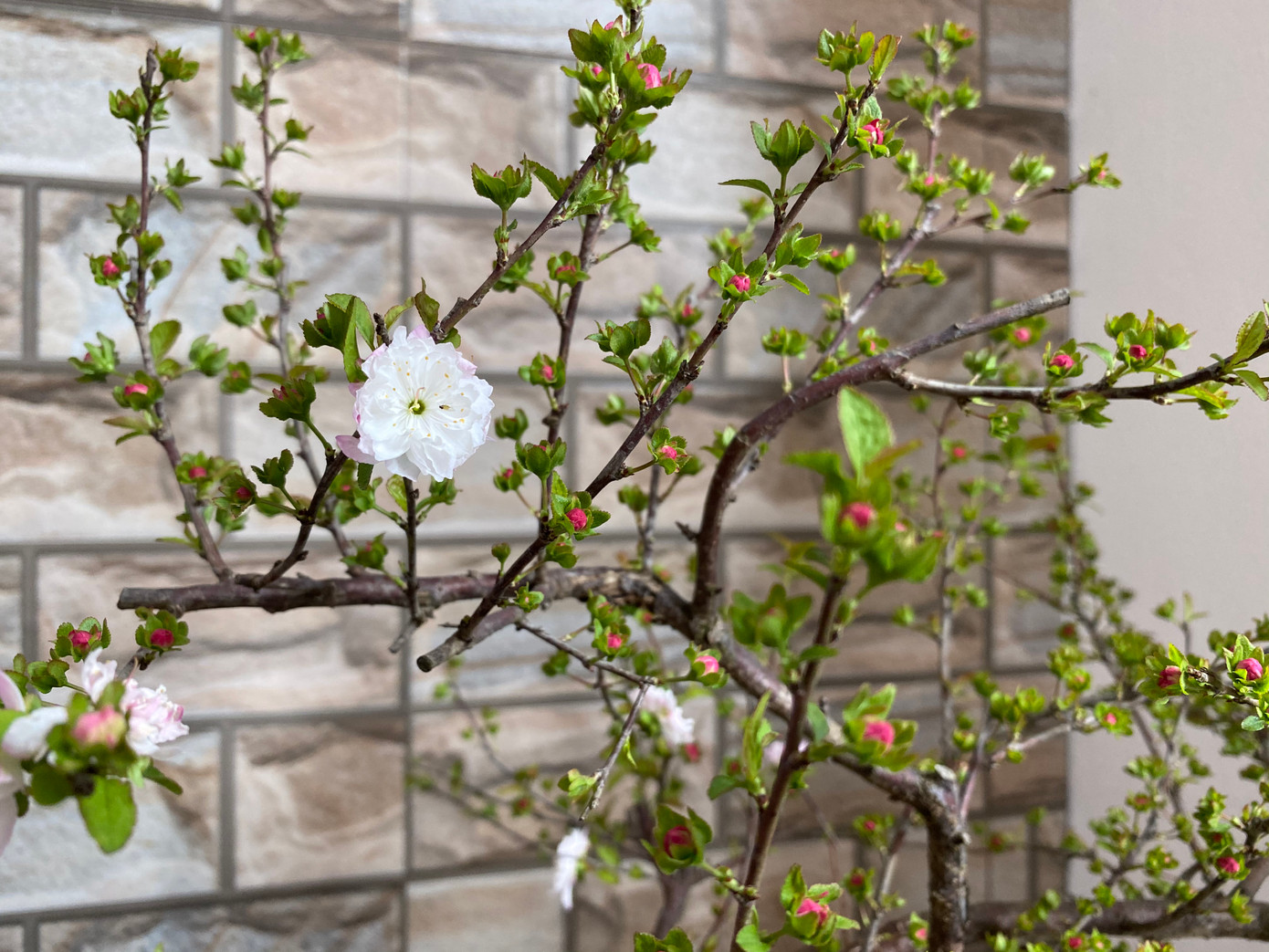 Cây mai trắng đặt trong nhà bài trí theo kiểu hiện đại cũng đẹp, tuy nhiên thích hợp nhất là để ở các gia đình có nội thất đồ cổ hoặc giả cổ.