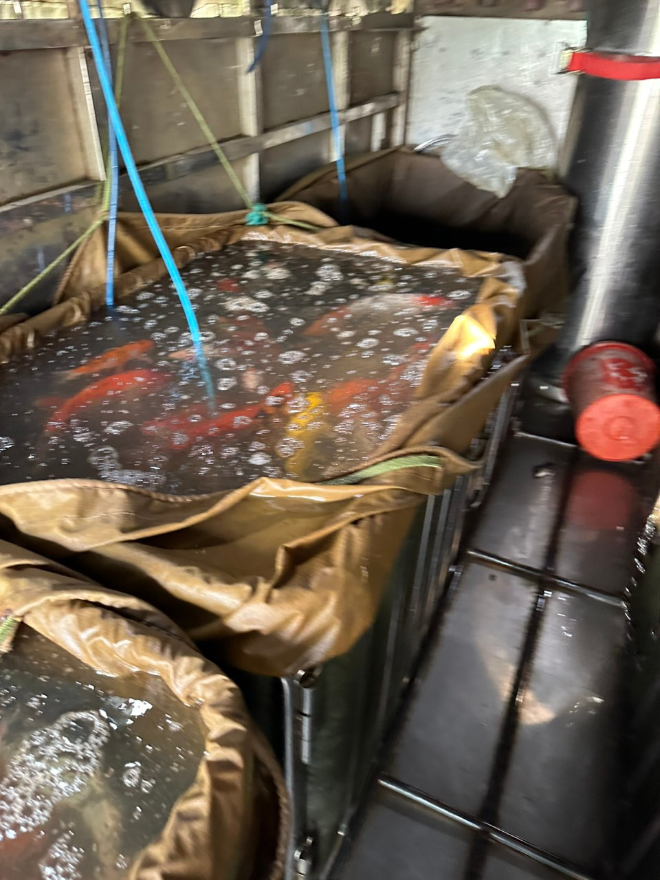 Cá sau đó được đưa lên các bể sục ôxy trên xe tải để di chuyển nơi khác.