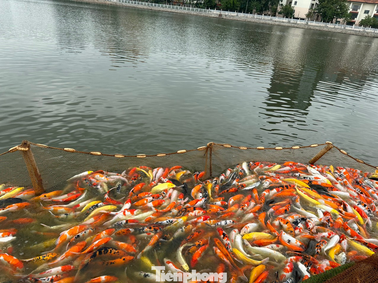 Những con cá koi cuối cùng được di dời khỏi hồ Đầm Đông.