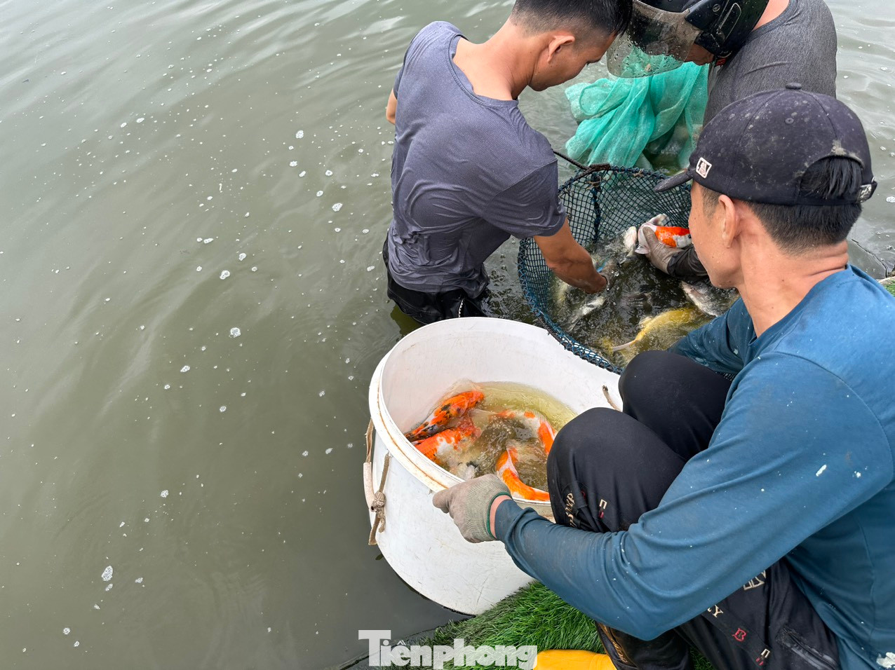 Số lượng cá này được chuyển đến Thung Lũng Hoa (khu vực Đầm Bảy, thuộc phường Nhật Tân) cách đó không xa.
