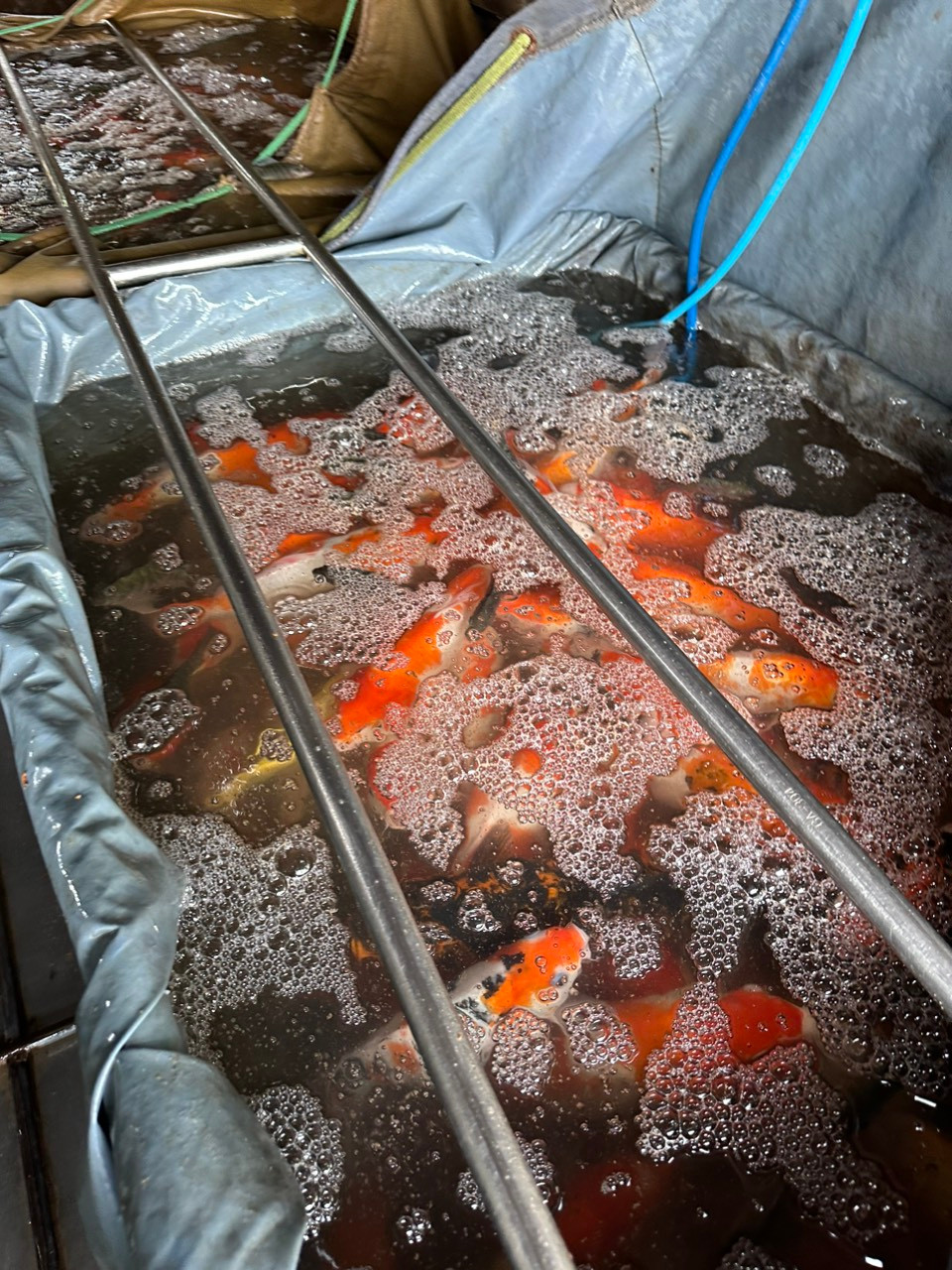 Được biết, trong tháng 11/2023, hồ Đầm Đông sẽ được đấu thầu phục vụ mục đích trồng sen