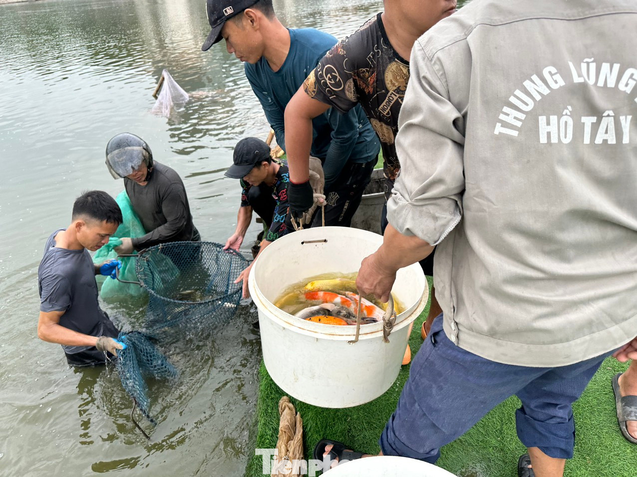 Sau khi quây lưới, cá koi được vớt ra khỏi hồ.