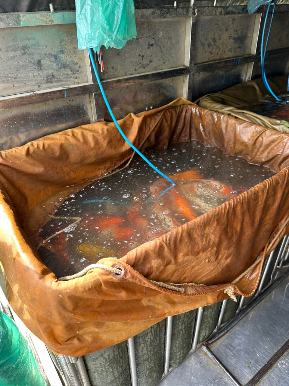 Hồ Đầm Đông rộng 3,5 ha, nằm trên phố Quảng Bá, phường Quảng An, quận Tây Hồ, Hà Nội. Vào tháng 6/2023, 8 tấn cá koi được một doanh nghiệp thả xuống hồ Đầm Đông. Đàn cá này được nhập từ Thái Bình. Ngay sau khi đàn cá được thả xuống hồ đã thu hút nhiều người dân đến vui chơi.