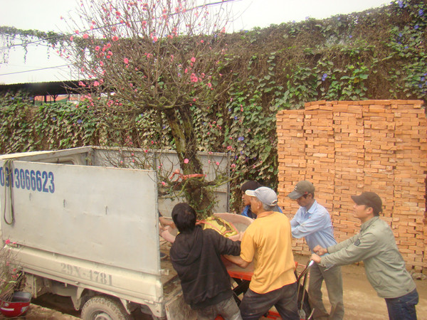 Chỉ một số xe ô tô được thuê chở đào quất dịp Tết vì có giấy phép hoạt động. Chiếc xe trong ảnh nhận chở cây đào từ vườn Quảng Bá về Linh Đàm với giá 500 nghìn