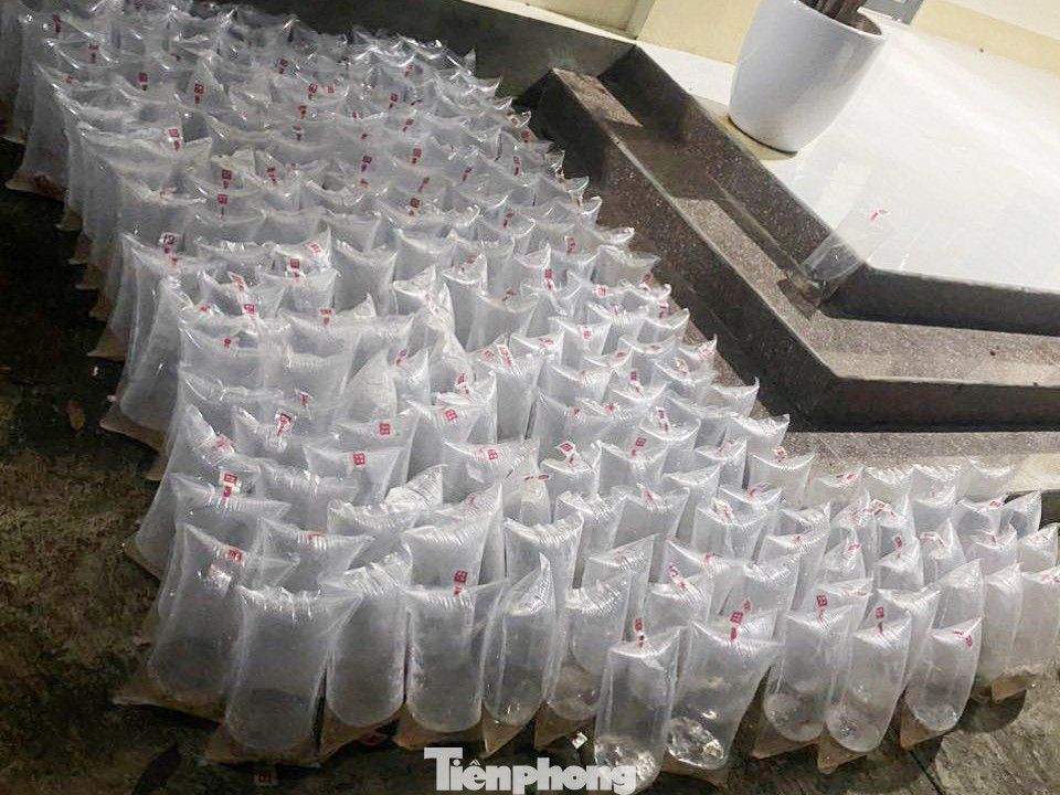 Tang vật tôm giống liên quan vụ việc