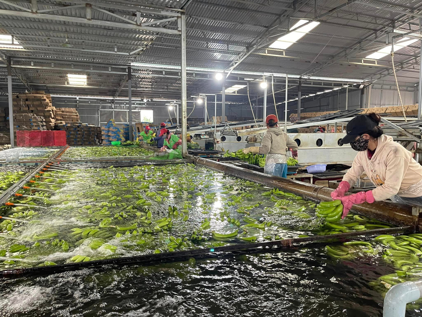 Công nhân Công ty Banana Brothers Farm sơ chế chuối để xuất khẩu sang Trung Quốc. Công nhân Công ty Banana Brothers Farm sơ chế chuối để xuất khẩu sang Trung Quốc.