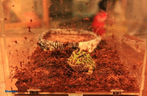 Những chú ếch này nổi tiếng với thân hình tròn ngộ nghĩnh, miệng rộng ngoác và màu sắc khá rực rỡ. Chúng có 2 màu cơ bản, đó là màu xanh và màu da cam