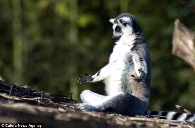 Bỏ qua mọi hành động đang diễn ra xung quanh, vượn cáo bắt đầu “thiền”