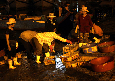 Cá được phân loại, xếp vào từng chậu khác nhau để tiện việc định giá, cân... Cá cũng ướp đá trước khi vận chuyển đi nơi khác